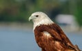 Brahminy Kite portrait