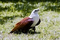 Brahminy Kite, posing on the ground