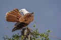 Brahminy Kite Preening - Haliastur Indus