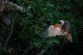 Brahminy Kite. Red-backed Sea Eagle Royalty Free Stock Photo