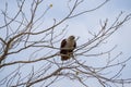 Brahminy kite or red backed sea eagle sitting on a tree branch stalking prey during Twilight hours. These medium size raptor birds Royalty Free Stock Photo