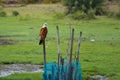 Brahminy kite or red backed sea eagle sitting on a tree branch stalking prey during Twilight hours. These medium size raptor birds Royalty Free Stock Photo