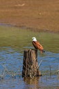 Brahminy kite in wild