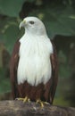 Brahminy Kite