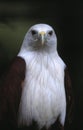 Brahminy Kite