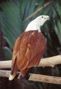 Brahminy Kite