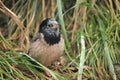 Brahminy myna