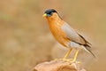 Brahminy myna or brahminy starling, Sturnia pagodarum, bird from India. Myna sitting on the stone, clear background. Birdwatching