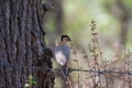 Brahminy Myna or Brahminy starling Sturnia pagodarum