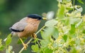 The brahminy myna or brahminy starling