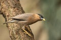 The brahminy myna or brahminy starling