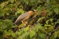 Brahminy myna or brahminy starling, Sturnia pagodarum, Satara