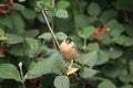 Brahminy myna