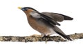 Brahminy Myna fly away from a branch - Sturnia pagodarum