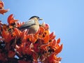 Brahminy myna or brahminy starling, India. Royalty Free Stock Photo