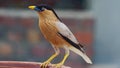 Brahminy Myna or Brahminy Starling bird, urban bird Royalty Free Stock Photo