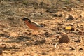 Brahminy Myna