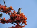 Brahminy myna or brahminy starling, Sturnia pagodarum, bird from India. Myna sitting on Palash Flowers Royalty Free Stock Photo