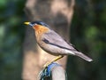 The brahminy myna or brahminy starling (Sturnia pagodarum) is a member of the starling family of birds. Royalty Free Stock Photo