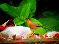 The brahminy myna or brahminy starling Sturnia pagodarum is a member of the starling family of birds.