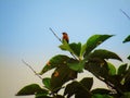 The brahminy myna or brahminy starling Sturnia pagodarum is a member of the starling family of birds.