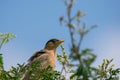 Brahminy myna or brahminy starling Sturnia pagodarum