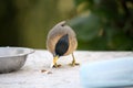 Brahminy Myna (Sturnia pagodarum) searching for food : (pix Sanjiv Shukla) Royalty Free Stock Photo