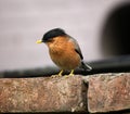 Brahminy Myna (Sturnia pagodarum) searching for food : (pix Sanjiv Shukla) Royalty Free Stock Photo