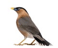 Brahminy Myna - Sturnia pagodarum