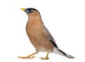 Brahminy Myna - Sturnia pagodarum