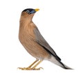 Brahminy Myna - Sturnia pagodarum Royalty Free Stock Photo