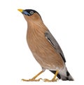 Brahminy Myna - Sturnia pagodarum Royalty Free Stock Photo