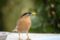 Brahminy Myna (Sturnia pagodarum) searching for food : (pix Sanjiv Shukla) Royalty Free Stock Photo