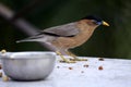 Brahminy Myna (Sturnia pagodarum) searching for food : (pix Sanjiv Shukla) Royalty Free Stock Photo