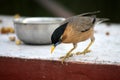 Brahminy Myna (Sturnia pagodarum) searching for food : (pix Sanjiv Shukla) Royalty Free Stock Photo