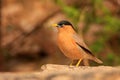 Brahminy Myna (Sturnia pagodarum)