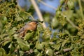 Brahminy starling