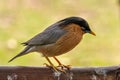 Brahminy myna or Brahminy starling Sturnia pagodarum