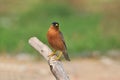 Brahminy Starling (bird) Royalty Free Stock Photo