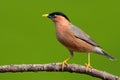 Brahminy Starling bird Royalty Free Stock Photo