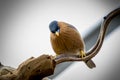 Brahminy starling bird Royalty Free Stock Photo