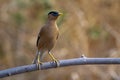 Brahminy Starling bird has black head. Royalty Free Stock Photo