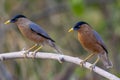 Brahminy Starling bird has black head. Royalty Free Stock Photo