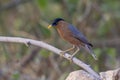 Brahminy Starling bird has black head. Royalty Free Stock Photo