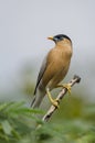 Brahminy starling - bird