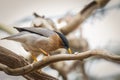 Brahminy starling bird Royalty Free Stock Photo