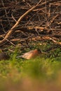 Brahminy starling bird Royalty Free Stock Photo