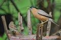 Brahminy starling bird Royalty Free Stock Photo