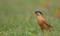 Brahminy starling bird Royalty Free Stock Photo