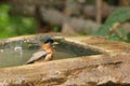 Brahminy, Starling bird Royalty Free Stock Photo